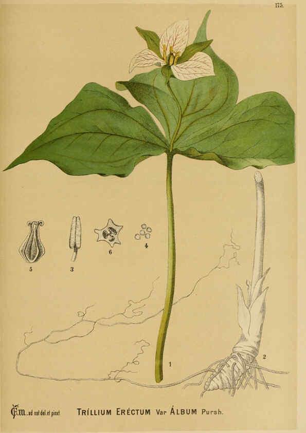 Reproducción/Reproduction 6025999474: American medicinal plants New York,Boericke & Tafel,c1887