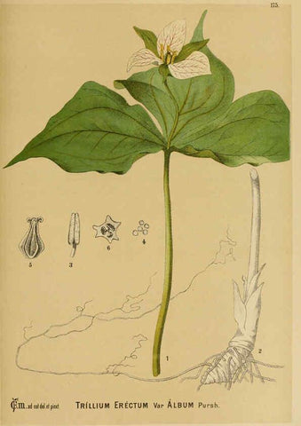 Reproducción/Reproduction 6025999474: American medicinal plants New York,Boericke & Tafel,c1887