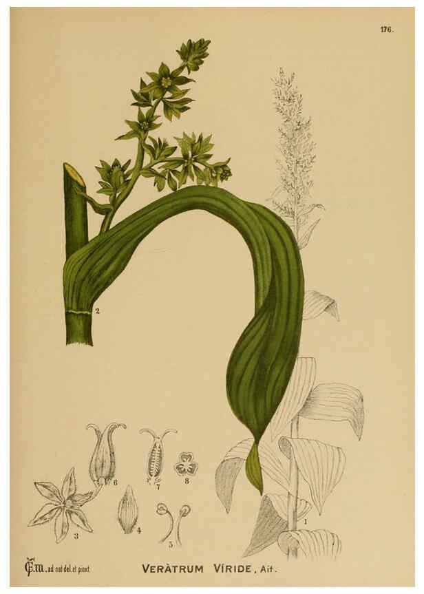 Reproducción/Reproduction 6025444583: American medicinal plants New York,Boericke & Tafel,c1887
