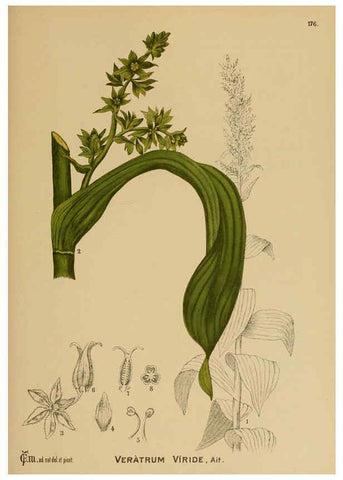 Reproducción/Reproduction 6025444583: American medicinal plants New York,Boericke & Tafel,c1887