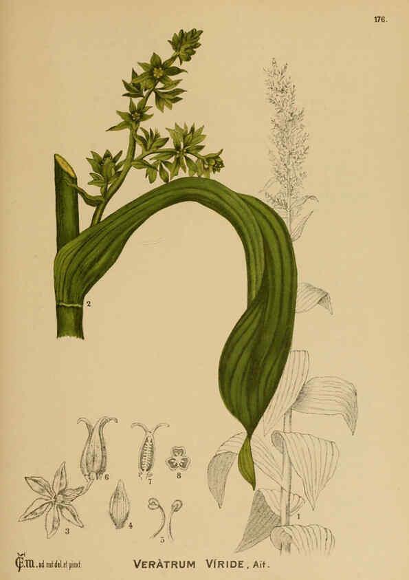 Reproducción/Reproduction 6025444583: American medicinal plants New York,Boericke & Tafel,c1887