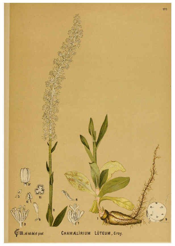 Reproducción/Reproduction 6025444839: American medicinal plants New York,Boericke & Tafel,c1887