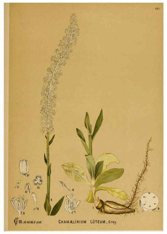 Reproducción/Reproduction 6025444839: American medicinal plants New York,Boericke & Tafel,c1887