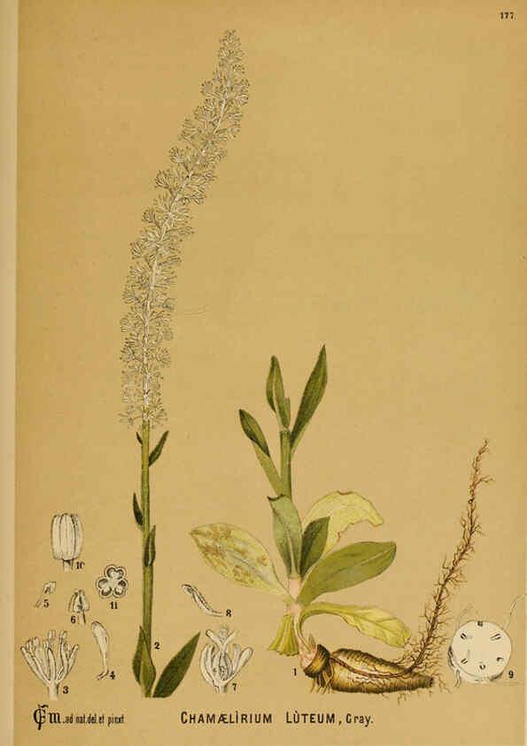Reproducción/Reproduction 6025444839: American medicinal plants New York,Boericke & Tafel,c1887