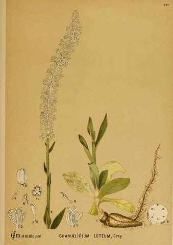 Reproducción/Reproduction 6025444839: American medicinal plants New York,Boericke & Tafel,c1887