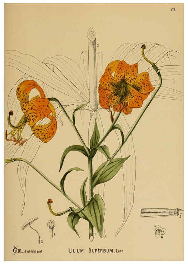 Reproducción/Reproduction 6026000390: American medicinal plants New York,Boericke & Tafel,c1887