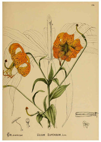 Reproducción/Reproduction 6026000390: American medicinal plants New York,Boericke & Tafel,c1887