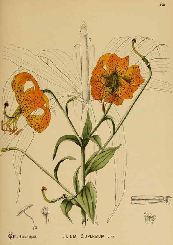 Reproducción/Reproduction 6026000390: American medicinal plants New York,Boericke & Tafel,c1887
