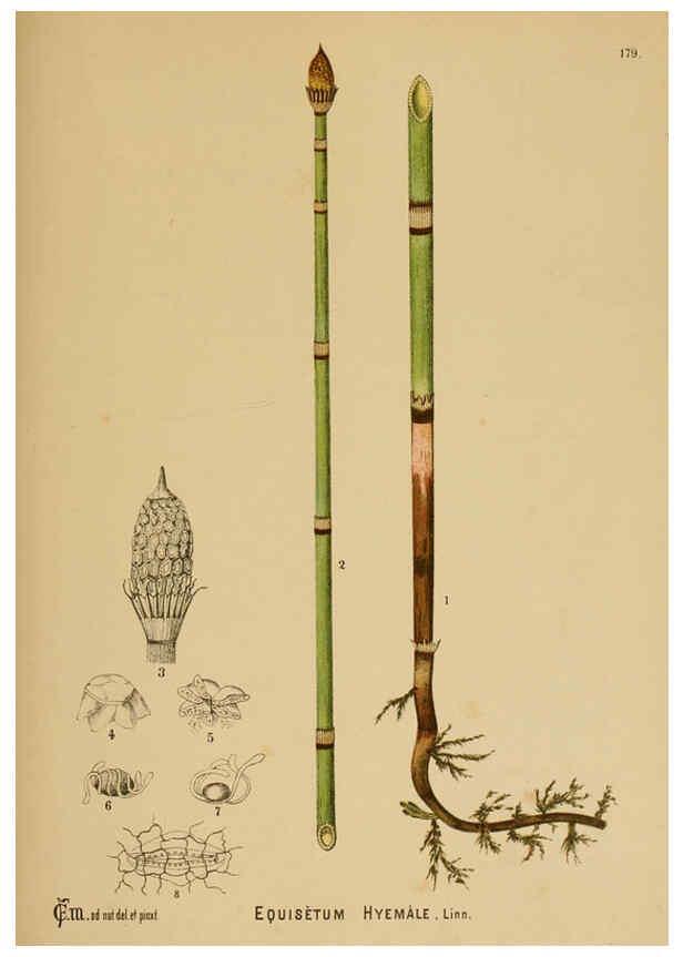 Reproducción/Reproduction 6025445417: American medicinal plants New York,Boericke & Tafel,c1887