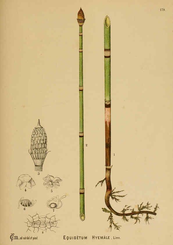 Reproducción/Reproduction 6025445417: American medicinal plants New York,Boericke & Tafel,c1887