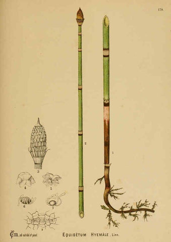 Reproducción/Reproduction 6025445417: American medicinal plants New York,Boericke & Tafel,c1887