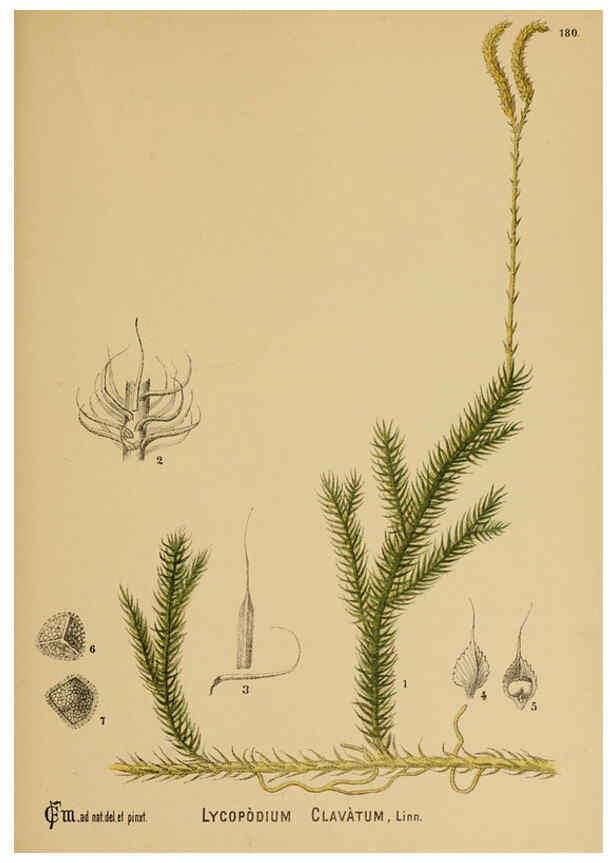 Reproducción/Reproduction 6025445675: American medicinal plants New York,Boericke & Tafel,c1887