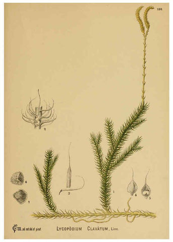 Reproducción/Reproduction 6025445675: American medicinal plants New York,Boericke & Tafel,c1887