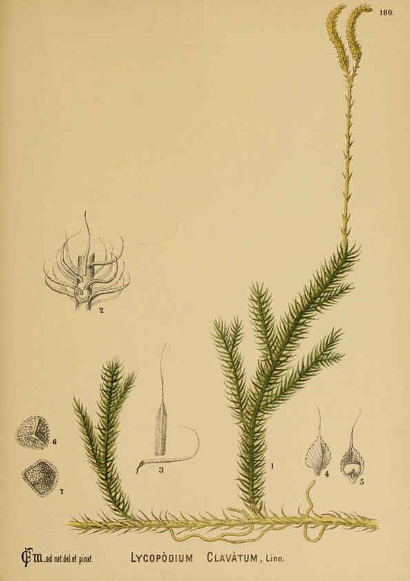 Reproducción/Reproduction 6025445675: American medicinal plants New York,Boericke & Tafel,c1887