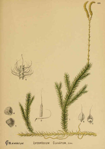 Reproducción/Reproduction 6025445675: American medicinal plants New York,Boericke & Tafel,c1887