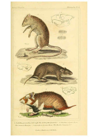 Reproducción/Reproduction 6025599025: The animal kingdom, arranged according to its organization, serving as a foundation for the natural history of animals. v.1 plates. London :G. Henderson,1834-1837