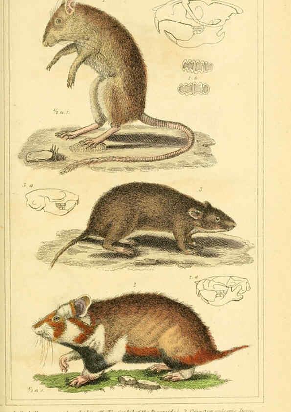 Reproducción/Reproduction 6025599025: The animal kingdom, arranged according to its organization, serving as a foundation for the natural history of animals. v.1 plates. London :G. Henderson,1834-1837