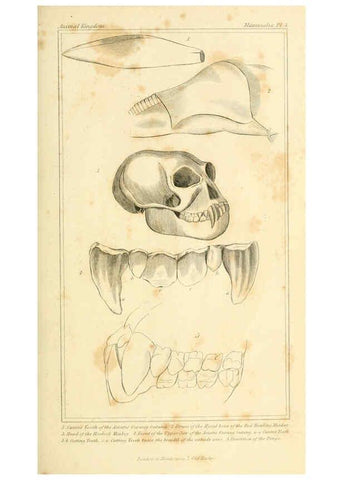 Reproducción/Reproduction 6026141258: The animal kingdom, arranged according to its organization, serving as a foundation for the natural history of animals. v.1 plates. London :G. Henderson,1834-1837