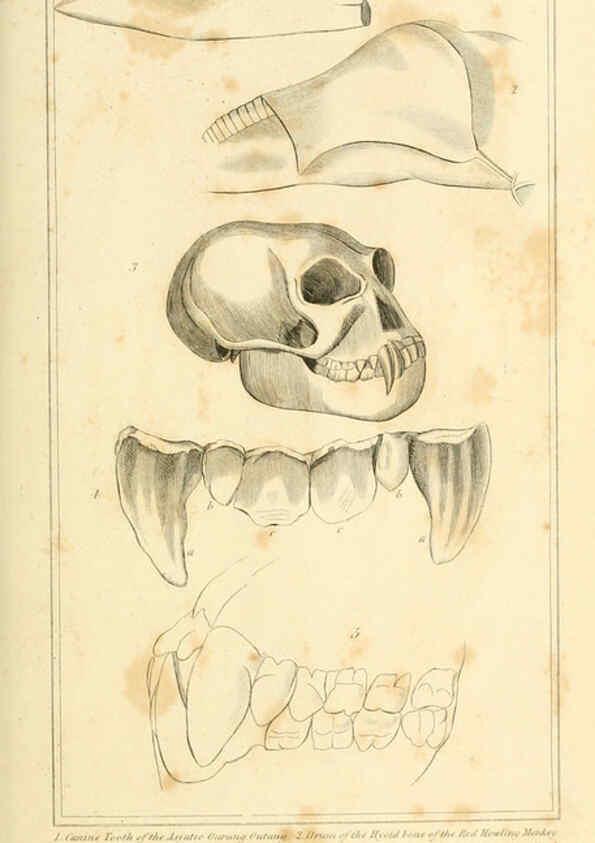 Reproducción/Reproduction 6026141258: The animal kingdom, arranged according to its organization, serving as a foundation for the natural history of animals. v.1 plates. London :G. Henderson,1834-1837