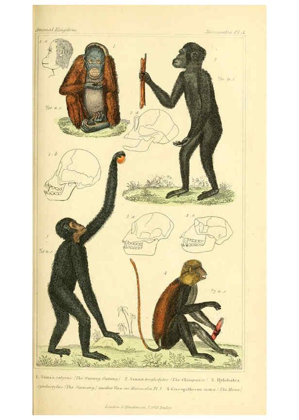 Reproducción/Reproduction 6026141966: The animal kingdom, arranged according to its organization, serving as a foundation for the natural history of animals. v.1 plates. London :G. Henderson,1834-1837