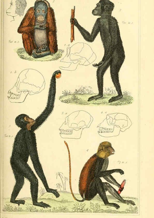 Reproducción/Reproduction 6026141966: The animal kingdom, arranged according to its organization, serving as a foundation for the natural history of animals. v.1 plates. London :G. Henderson,1834-1837