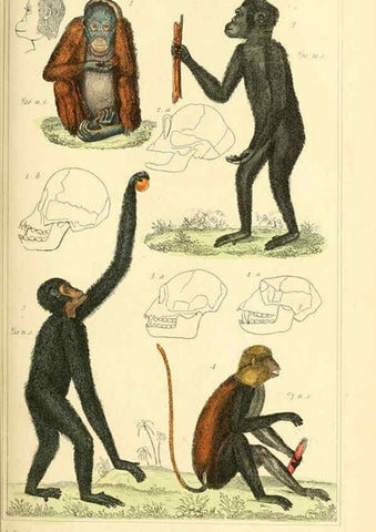 Reproducción/Reproduction 6026141966: The animal kingdom, arranged according to its organization, serving as a foundation for the natural history of animals. v.1 plates. London :G. Henderson,1834-1837