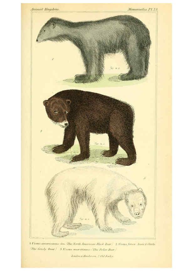 Reproducción/Reproduction 6026149514: The animal kingdom, arranged according to its organization, serving as a foundation for the natural history of animals. v.1 plates. London :G. Henderson,1834-1837
