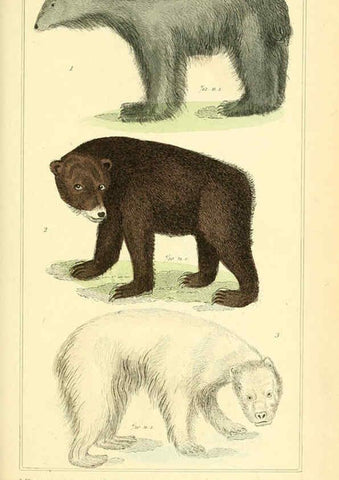 Reproducción/Reproduction 6026149514: The animal kingdom, arranged according to its organization, serving as a foundation for the natural history of animals. v.1 plates. London :G. Henderson,1834-1837