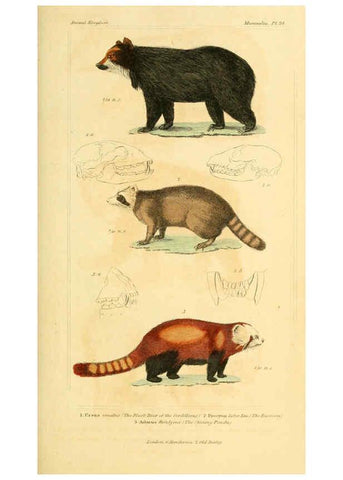 Reproducción/Reproduction 6025593339: The animal kingdom, arranged according to its organization, serving as a foundation for the natural history of animals. v.1 plates. London :G. Henderson,1834-1837