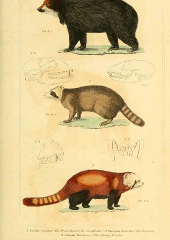 Reproducción/Reproduction 6025593339: The animal kingdom, arranged according to its organization, serving as a foundation for the natural history of animals. v.1 plates. London :G. Henderson,1834-1837