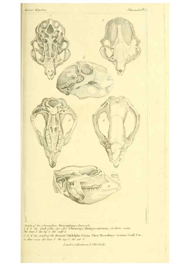 Reproducción/Reproduction 6025593647: The animal kingdom, arranged according to its organization, serving as a foundation for the natural history of animals. v.1 plates. London :G. Henderson,1834-1837