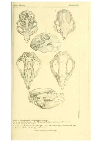 Reproducción/Reproduction 6025593647: The animal kingdom, arranged according to its organization, serving as a foundation for the natural history of animals. v.1 plates. London :G. Henderson,1834-1837