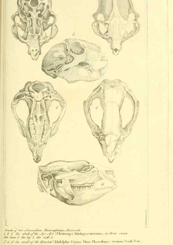 Reproducción/Reproduction 6025593647: The animal kingdom, arranged according to its organization, serving as a foundation for the natural history of animals. v.1 plates. London :G. Henderson,1834-1837
