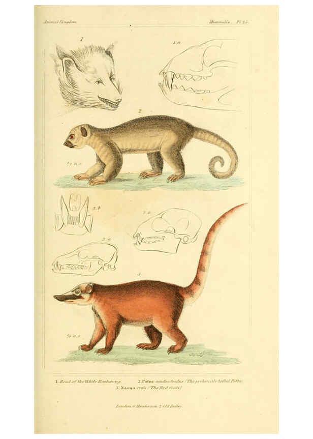 Reproducción/Reproduction 6025594237: The animal kingdom, arranged according to its organization, serving as a foundation for the natural history of animals. v.1 plates. London :G. Henderson,1834-1837