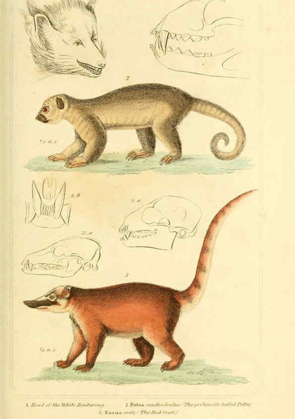 Reproducción/Reproduction 6025594237: The animal kingdom, arranged according to its organization, serving as a foundation for the natural history of animals. v.1 plates. London :G. Henderson,1834-1837