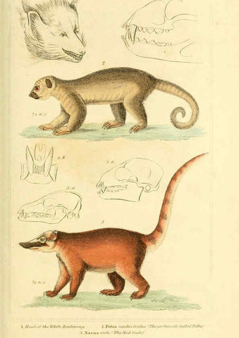 Reproducción/Reproduction 6025594237: The animal kingdom, arranged according to its organization, serving as a foundation for the natural history of animals. v.1 plates. London :G. Henderson,1834-1837