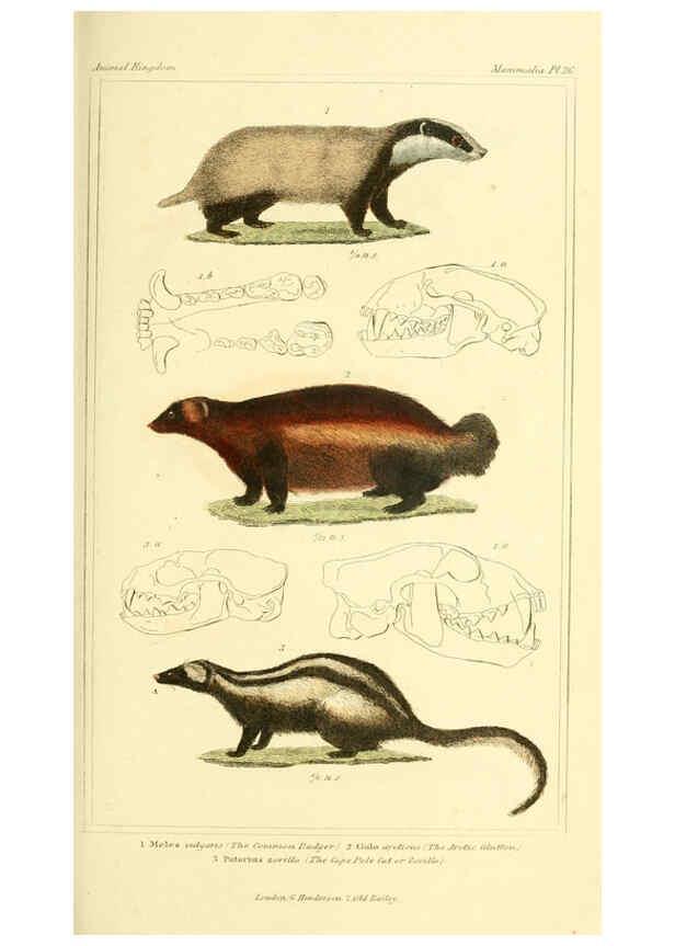 Reproducción/Reproduction 6026150934: The animal kingdom, arranged according to its organization, serving as a foundation for the natural history of animals. v.1 plates. London :G. Henderson,1834-1837