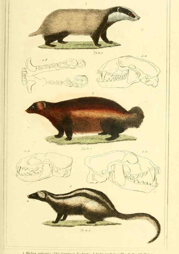 Reproducción/Reproduction 6026150934: The animal kingdom, arranged according to its organization, serving as a foundation for the natural history of animals. v.1 plates. London :G. Henderson,1834-1837