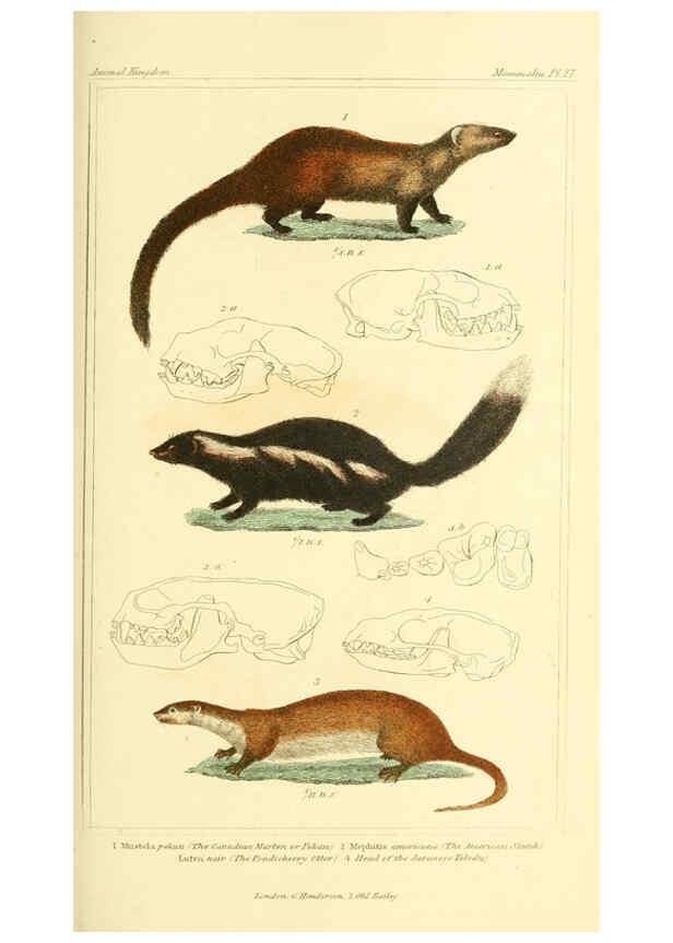 Reproducción/Reproduction 6026151244: The animal kingdom, arranged according to its organization, serving as a foundation for the natural history of animals. v.1 plates. London :G. Henderson,1834-1837