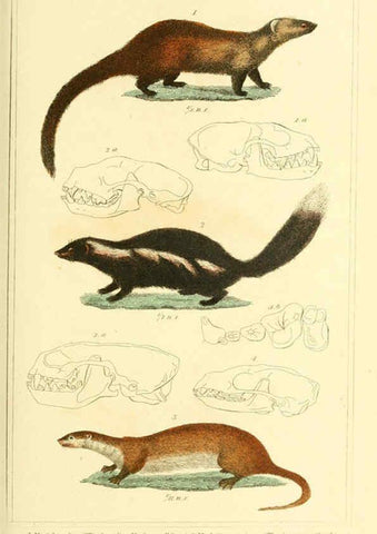 Reproducción/Reproduction 6026151244: The animal kingdom, arranged according to its organization, serving as a foundation for the natural history of animals. v.1 plates. London :G. Henderson,1834-1837