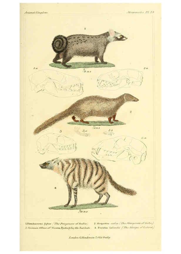 Reproducción/Reproduction 6026151578: The animal kingdom, arranged according to its organization, serving as a foundation for the natural history of animals. v.1 plates. London :G. Henderson,1834-1837