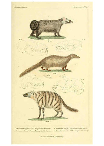 Reproducción/Reproduction 6026151578: The animal kingdom, arranged according to its organization, serving as a foundation for the natural history of animals. v.1 plates. London :G. Henderson,1834-1837