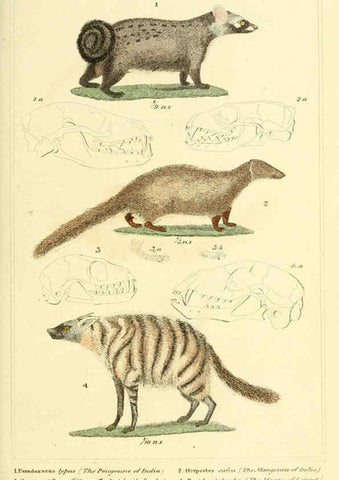 Reproducción/Reproduction 6026151578: The animal kingdom, arranged according to its organization, serving as a foundation for the natural history of animals. v.1 plates. London :G. Henderson,1834-1837