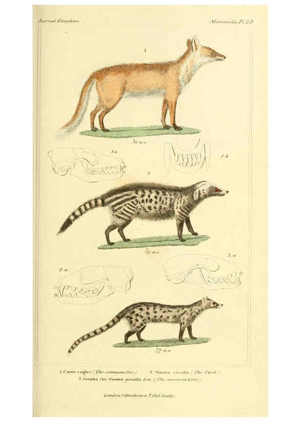 Reproducción/Reproduction 6026151874: The animal kingdom, arranged according to its organization, serving as a foundation for the natural history of animals. v.1 plates. London :G. Henderson,1834-1837