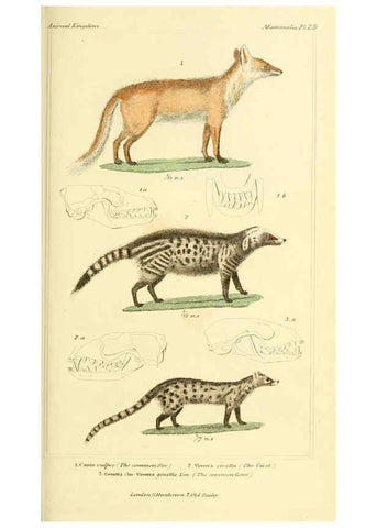 Reproducción/Reproduction 6026151874: The animal kingdom, arranged according to its organization, serving as a foundation for the natural history of animals. v.1 plates. London :G. Henderson,1834-1837