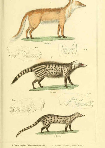Reproducción/Reproduction 6026151874: The animal kingdom, arranged according to its organization, serving as a foundation for the natural history of animals. v.1 plates. London :G. Henderson,1834-1837