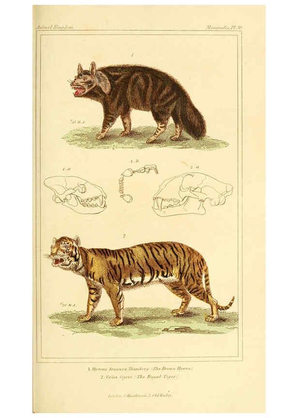 Reproducción/Reproduction 6025595925: The animal kingdom, arranged according to its organization, serving as a foundation for the natural history of animals. v.1 plates. London :G. Henderson,1834-1837