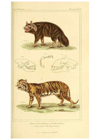 Reproducción/Reproduction 6025595925: The animal kingdom, arranged according to its organization, serving as a foundation for the natural history of animals. v.1 plates. London :G. Henderson,1834-1837