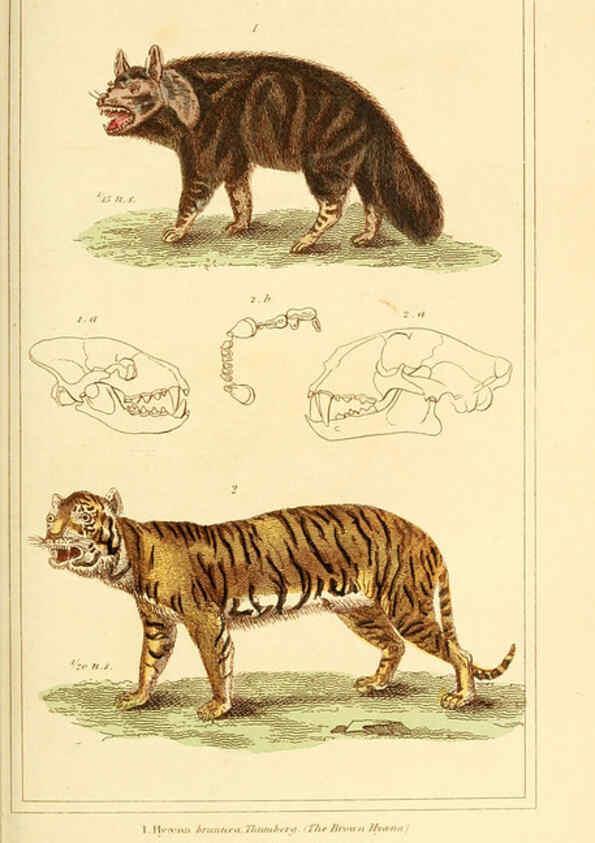 Reproducción/Reproduction 6025595925: The animal kingdom, arranged according to its organization, serving as a foundation for the natural history of animals. v.1 plates. London :G. Henderson,1834-1837