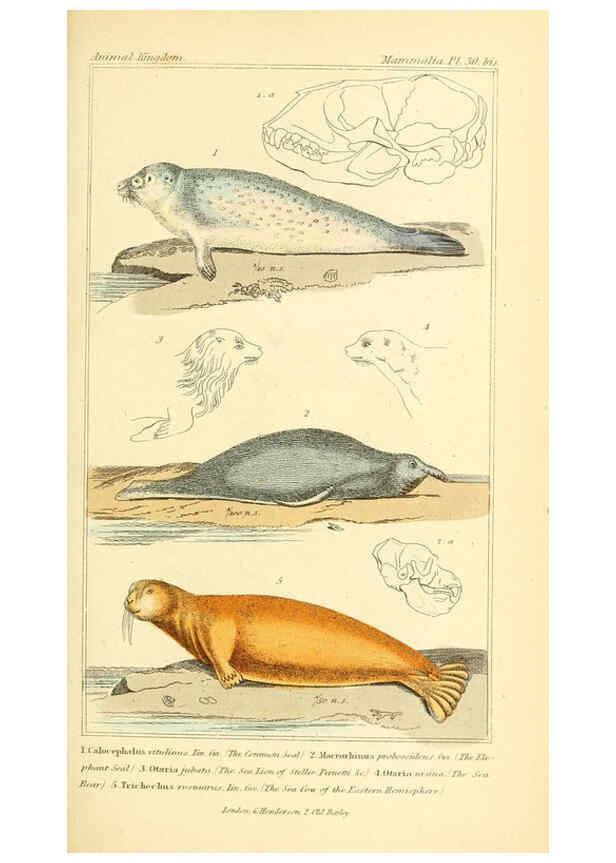 Reproducción/Reproduction 6025596171: The animal kingdom, arranged according to its organization, serving as a foundation for the natural history of animals. v.1 plates. London :G. Henderson,1834-1837